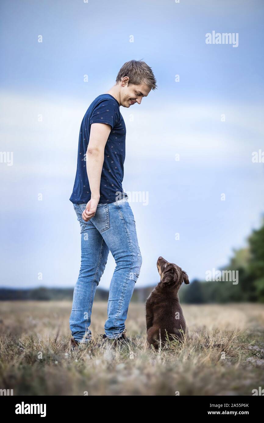junge Australian Shepherd Stockfoto