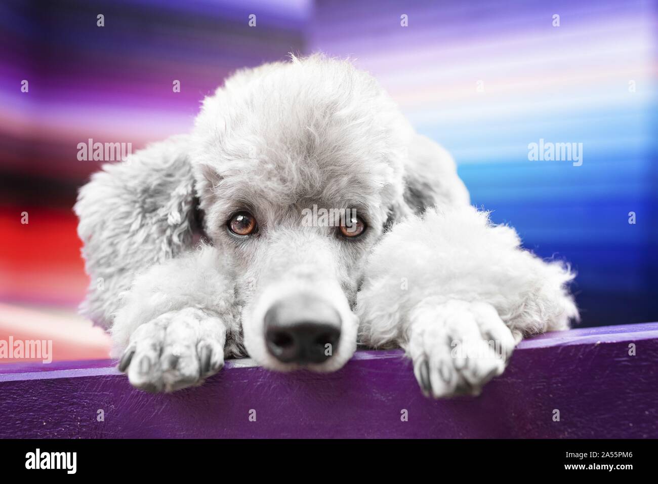 liegenden Standard Pudel Stockfoto