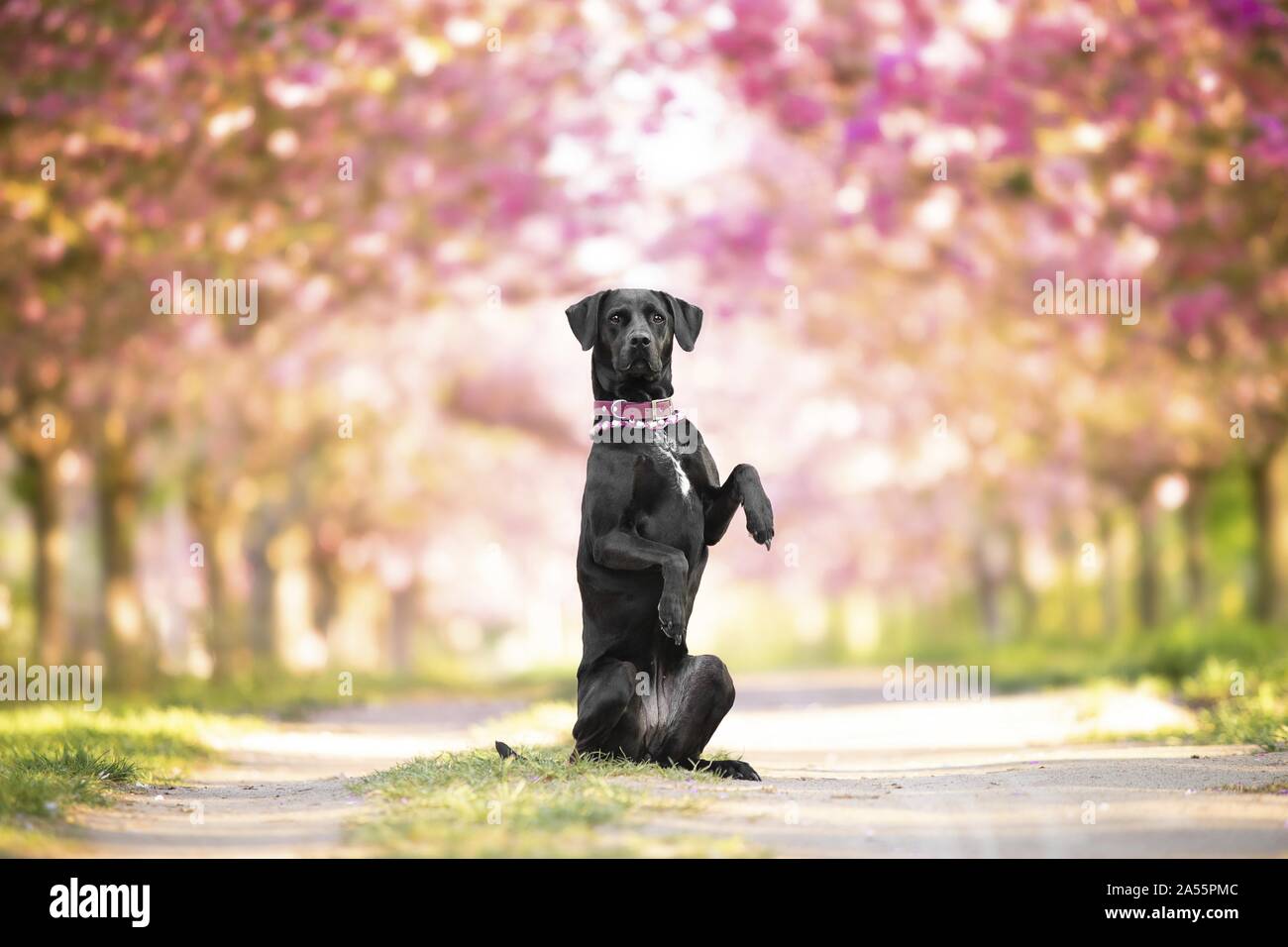 Labrador-Dalmatiner-Mischling Stockfoto