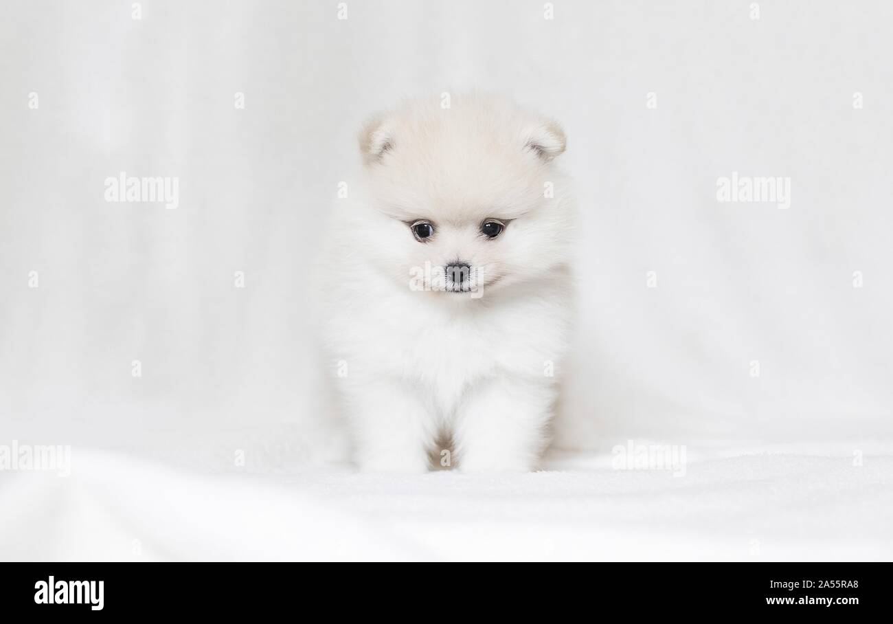 Pomeranian Welpen vor weißem Hintergrund Stockfoto