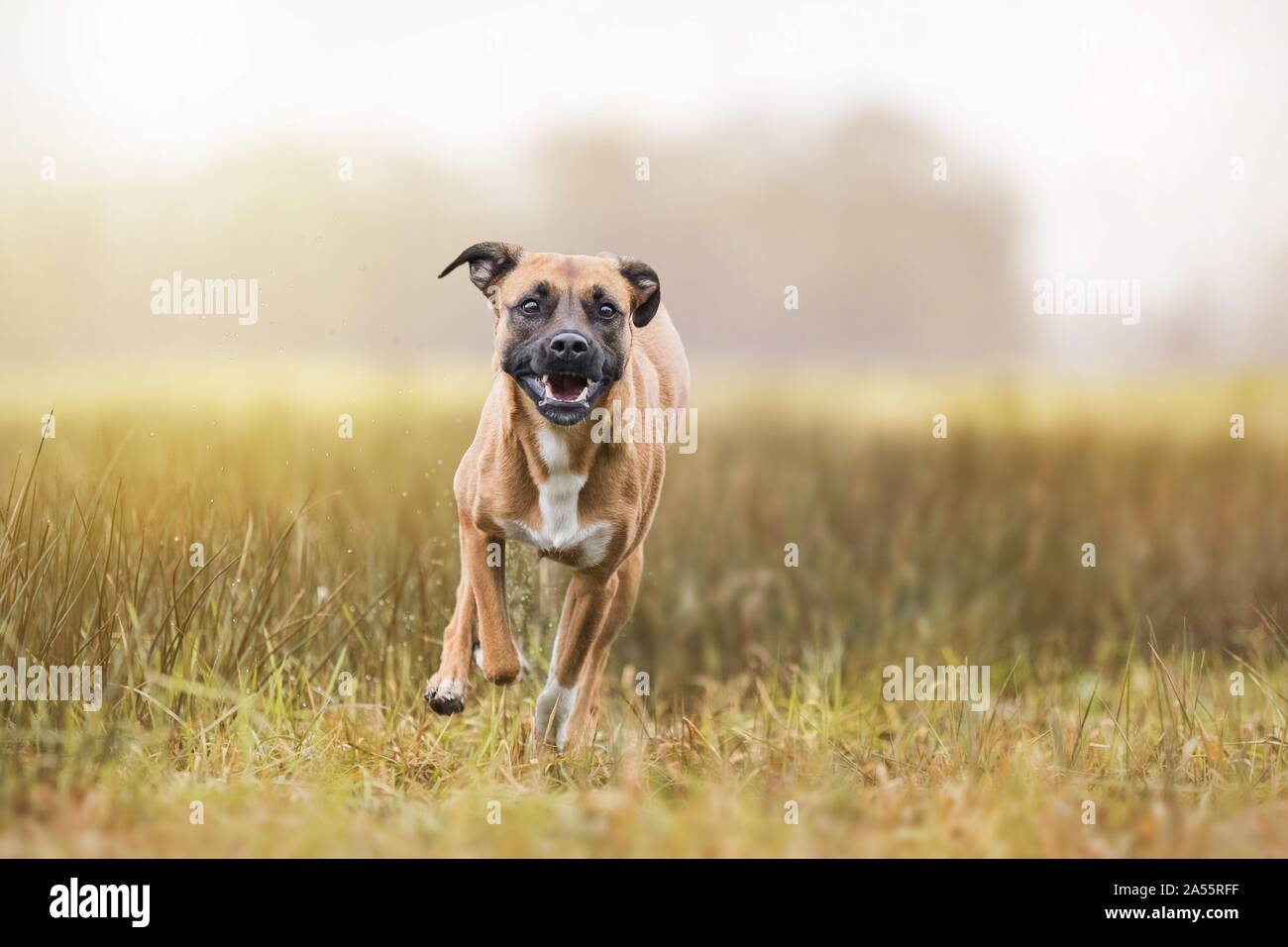 American-Staffordshire-Terrier-Mongrel Stockfoto