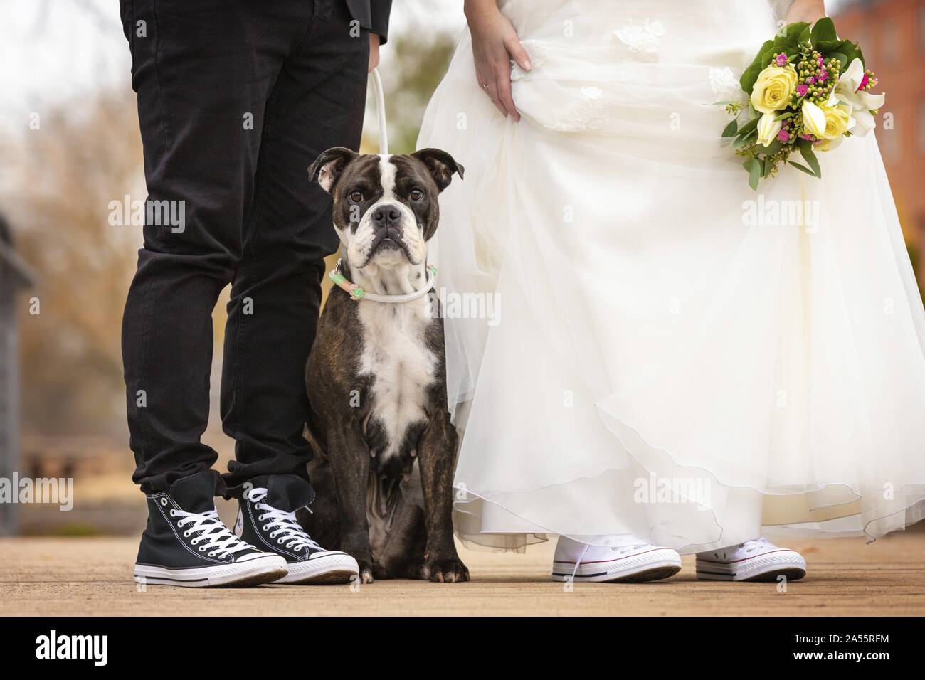 Bulldog-Mischling Stockfoto