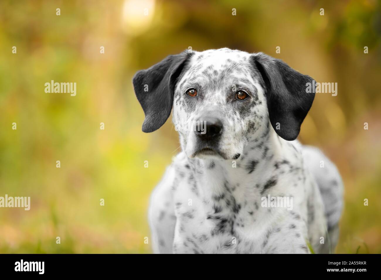 Weißer Kurzhaariger Hund Mit Schwarzen Flecken Stockfotos und ...