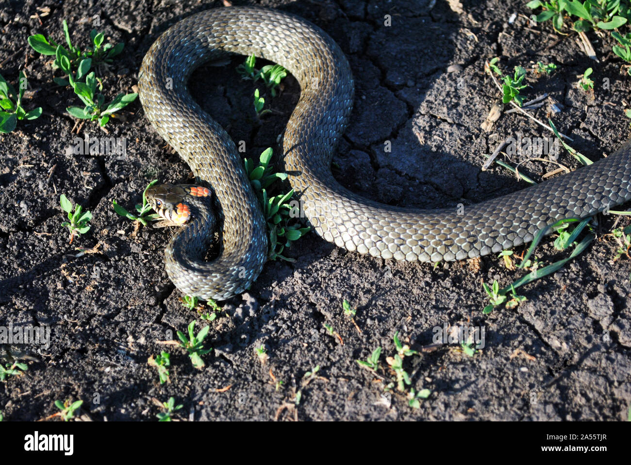 Die Ringelnatter (Natrix natrix, beringt werden, Schlange, Wasserschlange) Kriechen auf trockenem Boden, Ansicht von oben Stockfoto