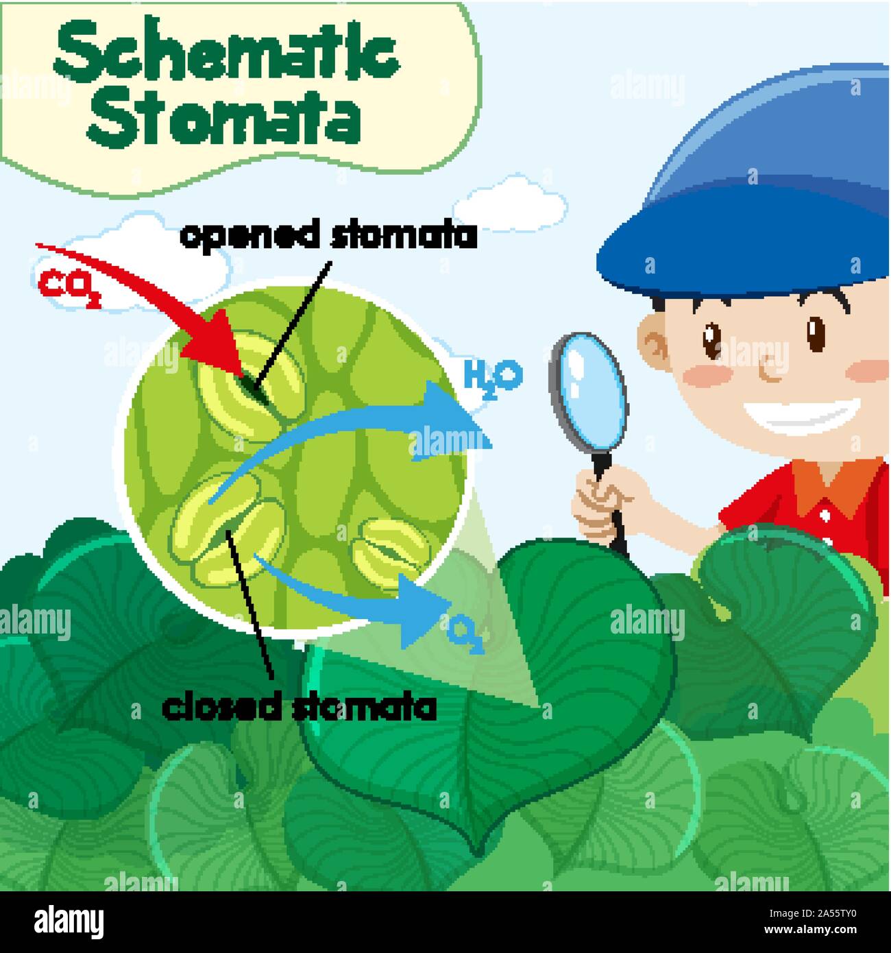 Schematische Darstellung schematische Stomata mit Junge im Garten