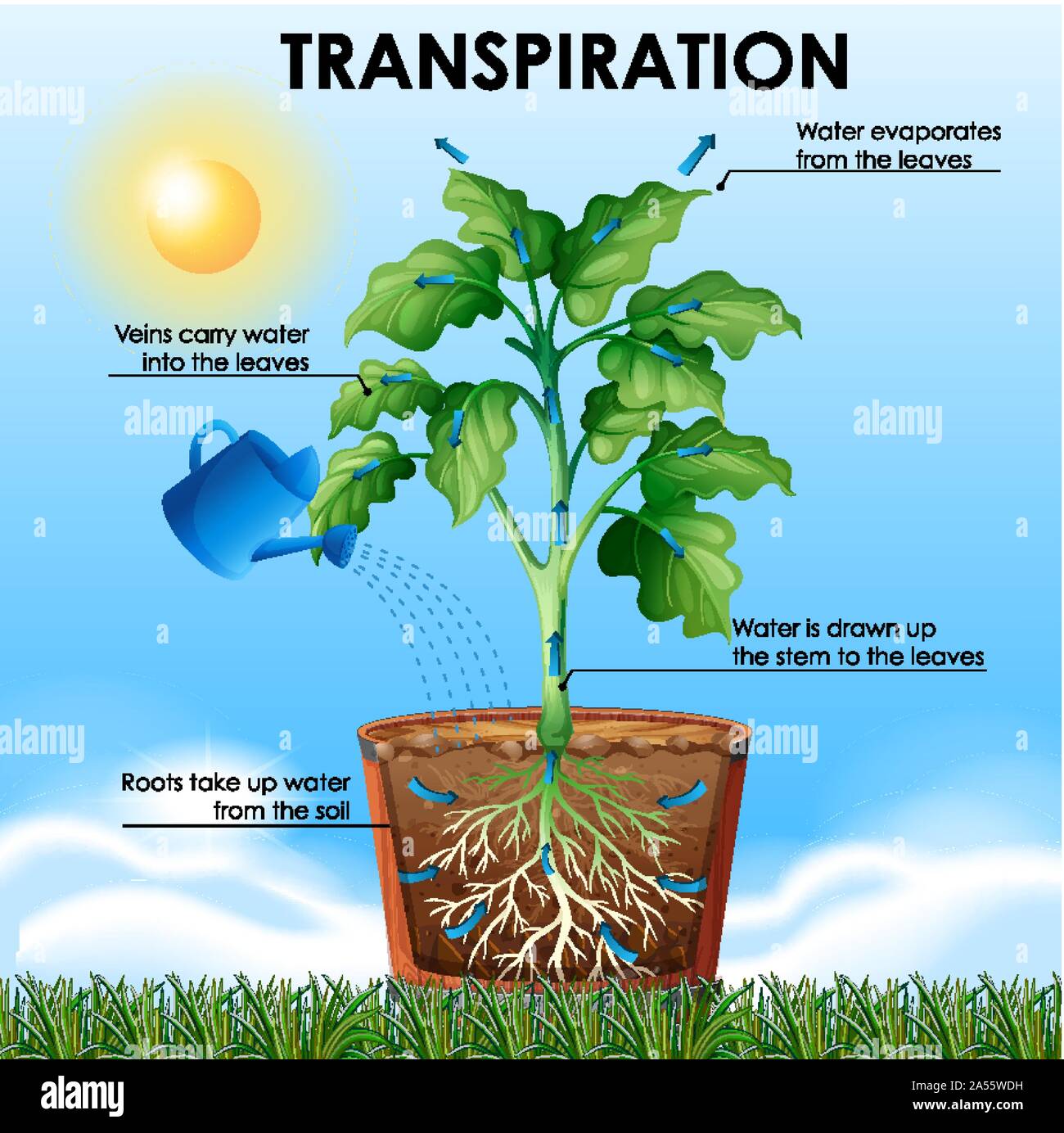 Diagramm mit Transpiration mit Pflanzen und Wasser Abbildung  Stock-Vektorgrafik - Alamy
