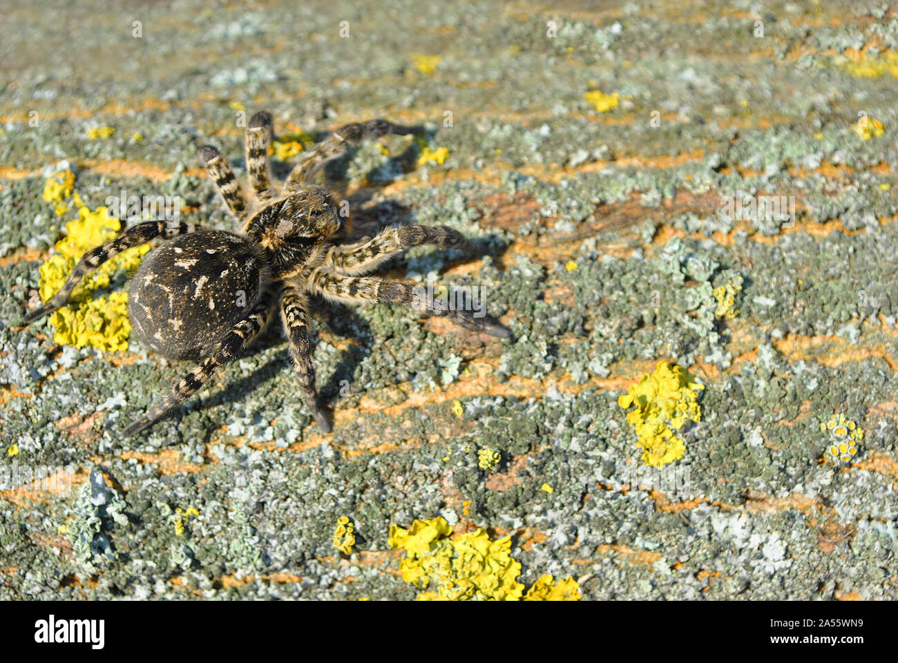 Lycosa (Lycosa singoriensis, Wolf Spinnen) auf baumrinde Hintergrund mit gelben Moss, Ansicht von oben Stockfoto