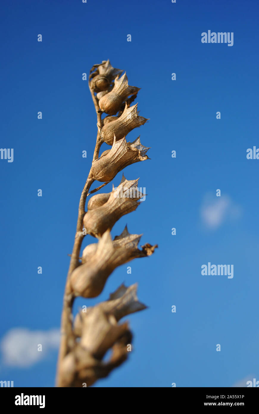 Hyoscyamus Niger, schwarzes Bilsenkraut Bilsenkraut, Tollkirsche trocknen oder stinkende Braun am blauen Himmel mit kleinen Wolken Hintergrund Stockfoto