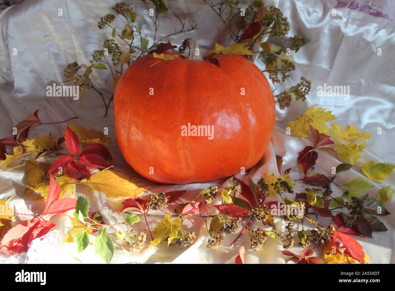 Schöne grosse saftige Kürbis mit hellen Herbst Laub für Halloween Urlaub vorbereiten Stockfoto