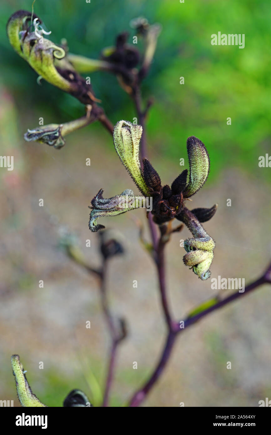 Anzeigen eines Schwarzen Kangaroo Paw Blume (Macropidia fuliginosa) in Australien Stockfoto