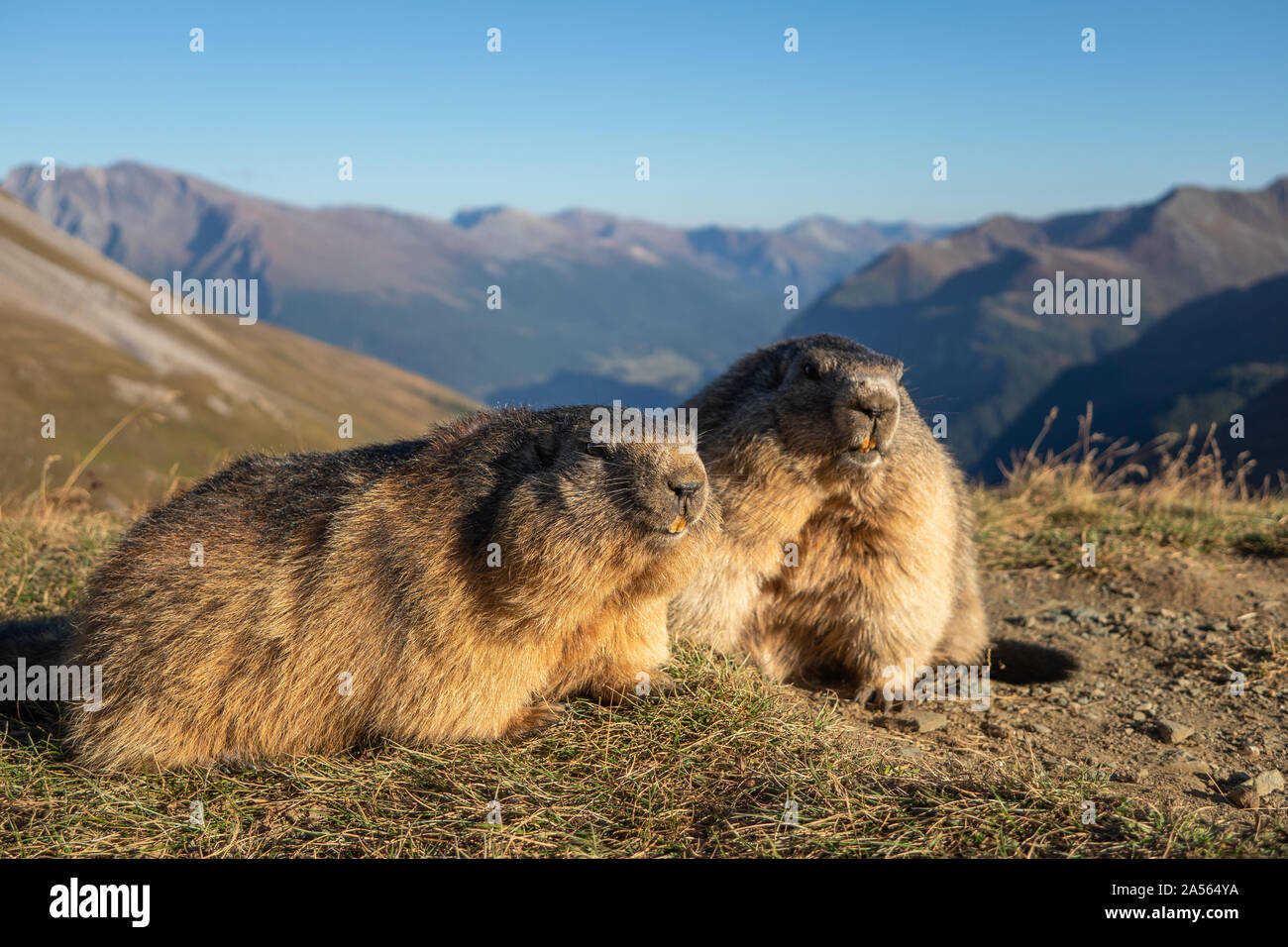 Zwei Murmeltiere in den Alpen. Marmota marmota. Glocknergruppe Berg Gruppe. Alpine Fauna. Österreichischen Alpen. Stockfoto