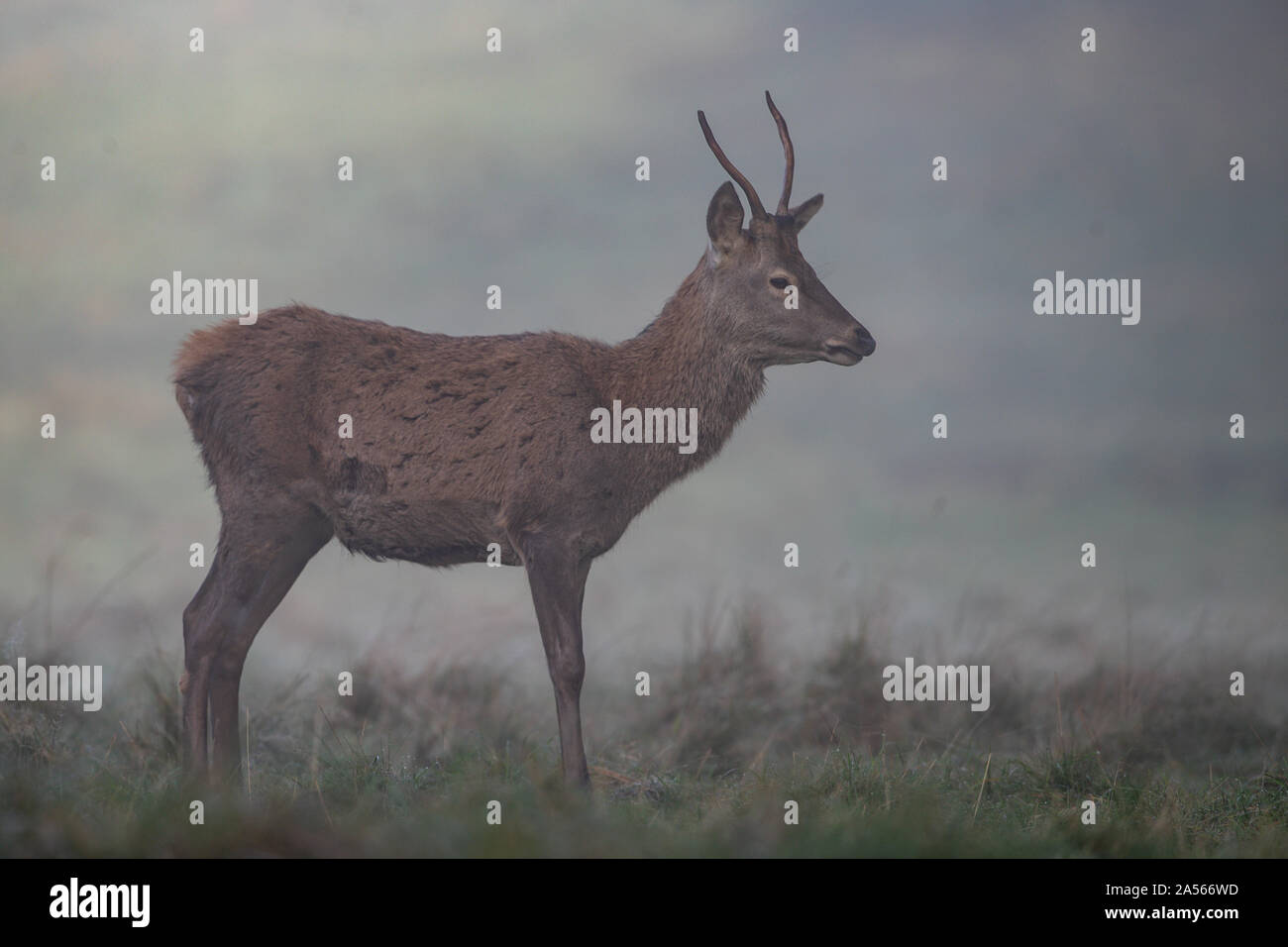 Studley Royal Park, Ripon, North Yorkshire, Große, UK. Okt, 2019 18. ; Studley Royal Hirschbrunft 2019; ein MANDSCHURISCHEN Sika Hirsch sucht eine Hirschkuh Credit: Mark Cosgrove/News Bilder Credit: Aktuelles Bilder/Alamy leben Nachrichten Stockfoto