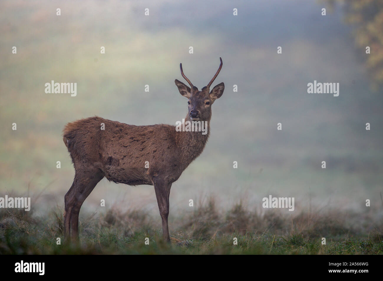 Studley Royal Park, Ripon, North Yorkshire, Große, UK. Okt, 2019 18. ; Studley Royal Hirschbrunft 2019; ein MANDSCHURISCHEN Sika Hirsch sucht eine Hirschkuh im Nebel Credit: Mark Cosgrove/News Bilder Credit: Aktuelles Bilder/Alamy leben Nachrichten Stockfoto