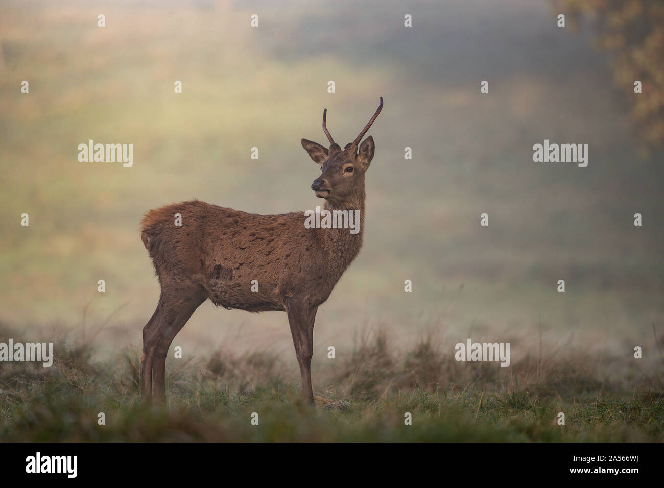 Studley Royal Park, Ripon, North Yorkshire, Große, UK. Okt, 2019 18. ; Studley Royal Hirschbrunft 2019; ein MANDSCHURISCHEN Sika Hirsch sucht eine Hirschkuh im Nebel Credit: Mark Cosgrove/News Bilder Credit: Aktuelles Bilder/Alamy leben Nachrichten Stockfoto