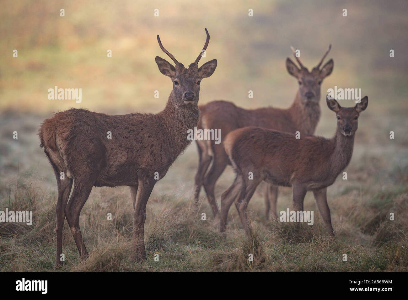 Studley Royal Park, Ripon, North Yorkshire, Große, UK. Okt, 2019 18. ; Studley Royal Hirschbrunft 2019; Zwei mandschurischen Sika Hirsch und eine Hirschkuh im Nebel Credit: Mark Cosgrove/News Bilder Credit: Aktuelles Bilder/Alamy leben Nachrichten Stockfoto