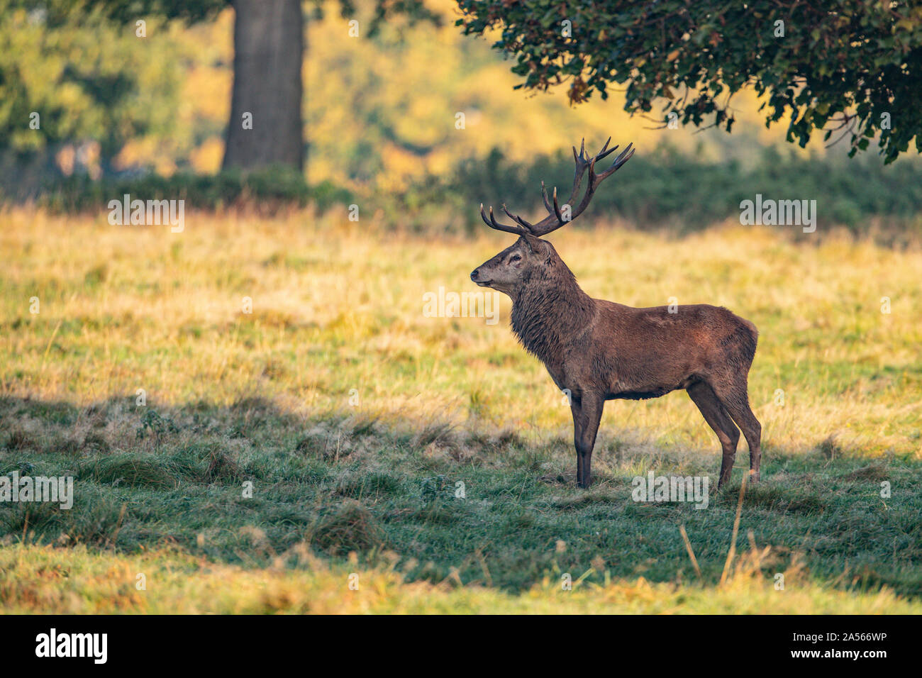 Studley Royal Park, Ripon, North Yorkshire, Große, UK. Okt, 2019 18. ; Studley Royal Hirschbrunft 2019; eine herrliche Red Deer Stag schaut über seine gehört der Hirsche Credit: Mark Cosgrove/News Bilder Credit: Aktuelles Bilder/Alamy leben Nachrichten Stockfoto