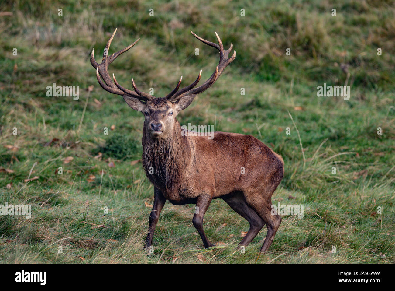 Studley Royal Park, Ripon, North Yorkshire, Große, UK. Okt, 2019 18. ; Studley Royal Hirschbrunft 2019; eine herrliche Red Deer Stag schaut über seine gehört der Hirsche Credit: Mark Cosgrove/News Bilder Credit: Aktuelles Bilder/Alamy leben Nachrichten Stockfoto