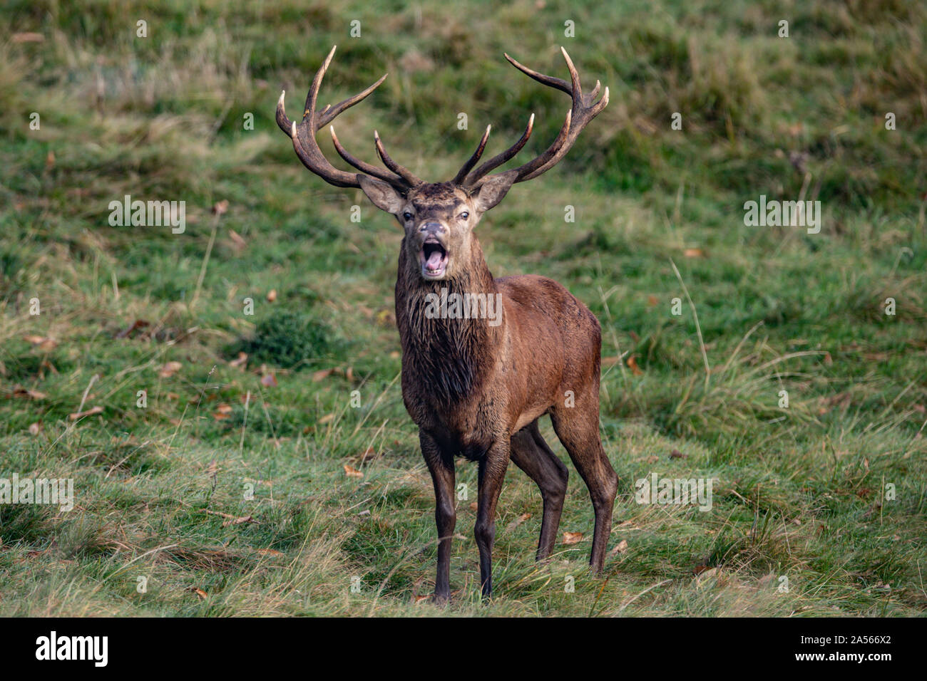 Studley Royal Park, Ripon, North Yorkshire, Große, UK. Okt, 2019 18. ; Studley Royal Hirschbrunft 2019; eine herrliche Red Deer Stag Faltenbalg heraus einen Anruf als über seine gehört der Hirsche Credit: Mark Cosgrove/News Bilder Credit: Aktuelles Bilder/Alamy Leben Nachrichten schaut Stockfoto