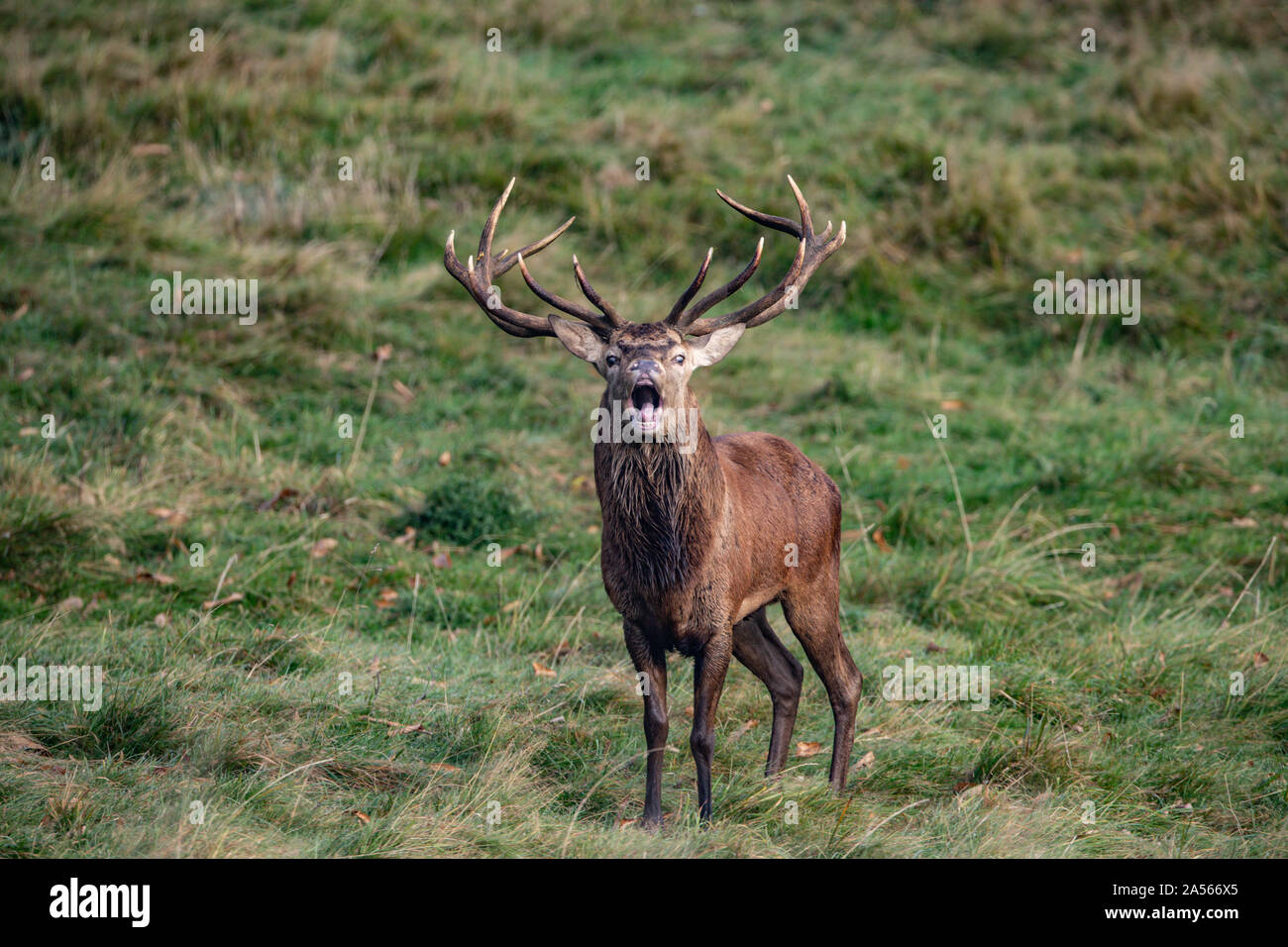 Studley Royal Park, Ripon, North Yorkshire, Große, UK. Okt, 2019 18. ; Studley Royal Hirschbrunft 2019; eine herrliche Red Deer Stag Faltenbalg heraus einen Anruf als über seine gehört der Hirsche Credit: Mark Cosgrove/News Bilder Credit: Aktuelles Bilder/Alamy Leben Nachrichten schaut Stockfoto