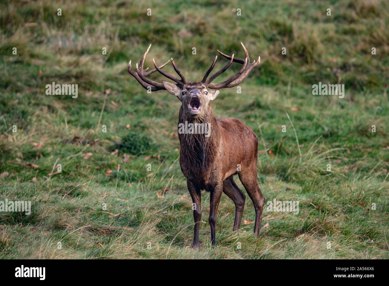 Studley Royal Park, Ripon, North Yorkshire, Große, UK. Okt, 2019 18. ; Studley Royal Hirschbrunft 2019; eine herrliche Red Deer Stag Faltenbalg heraus einen Anruf als über seine gehört der Hirsche Credit: Mark Cosgrove/News Bilder Credit: Aktuelles Bilder/Alamy Leben Nachrichten schaut Stockfoto