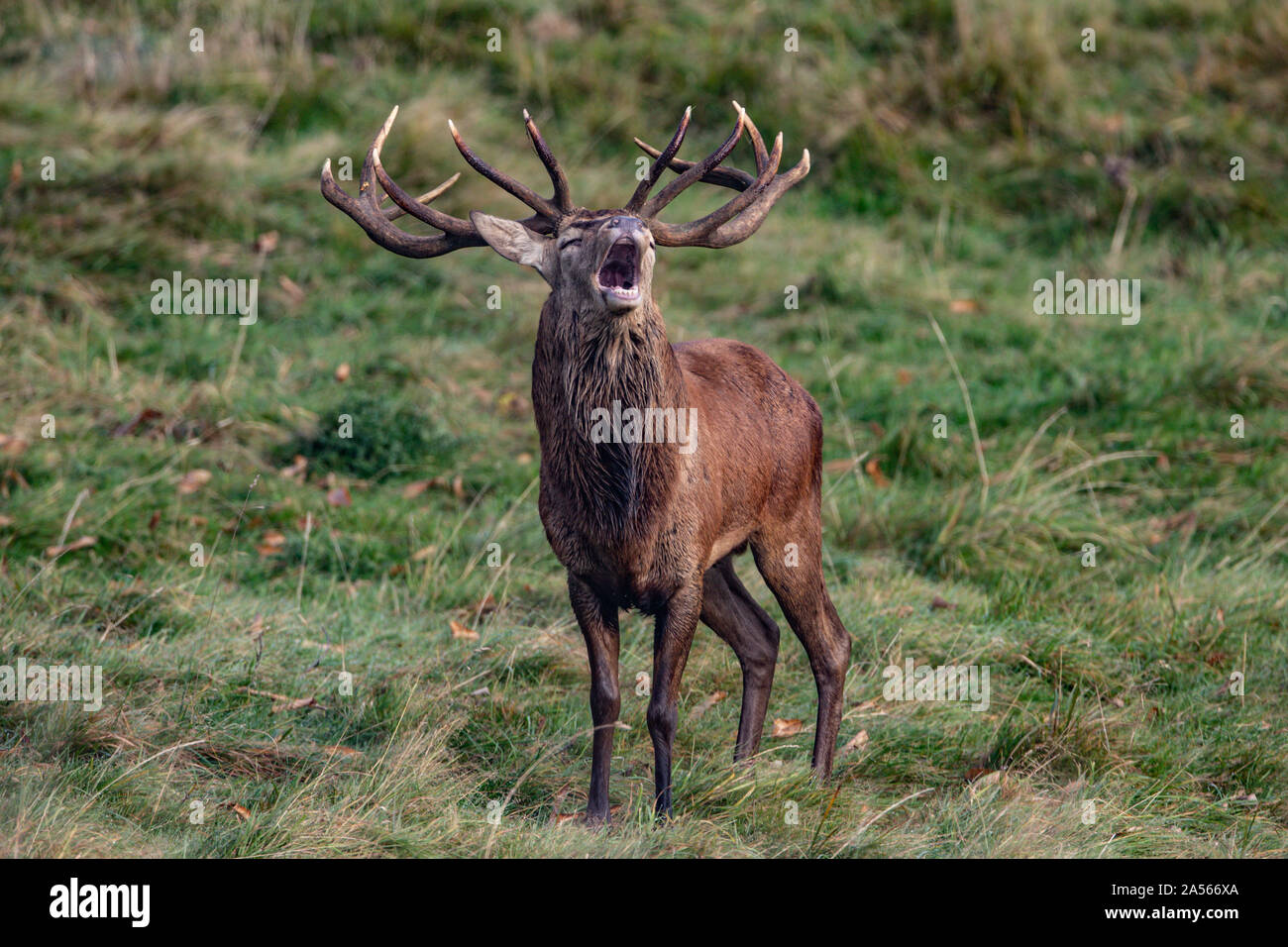 Studley Royal Park, Ripon, North Yorkshire, Große, UK. Okt, 2019 18. ; Studley Royal Hirschbrunft 2019; eine herrliche Red Deer Stag Faltenbalg heraus einen Anruf als über seine gehört der Hirsche Credit: Mark Cosgrove/News Bilder Credit: Aktuelles Bilder/Alamy Leben Nachrichten schaut Stockfoto