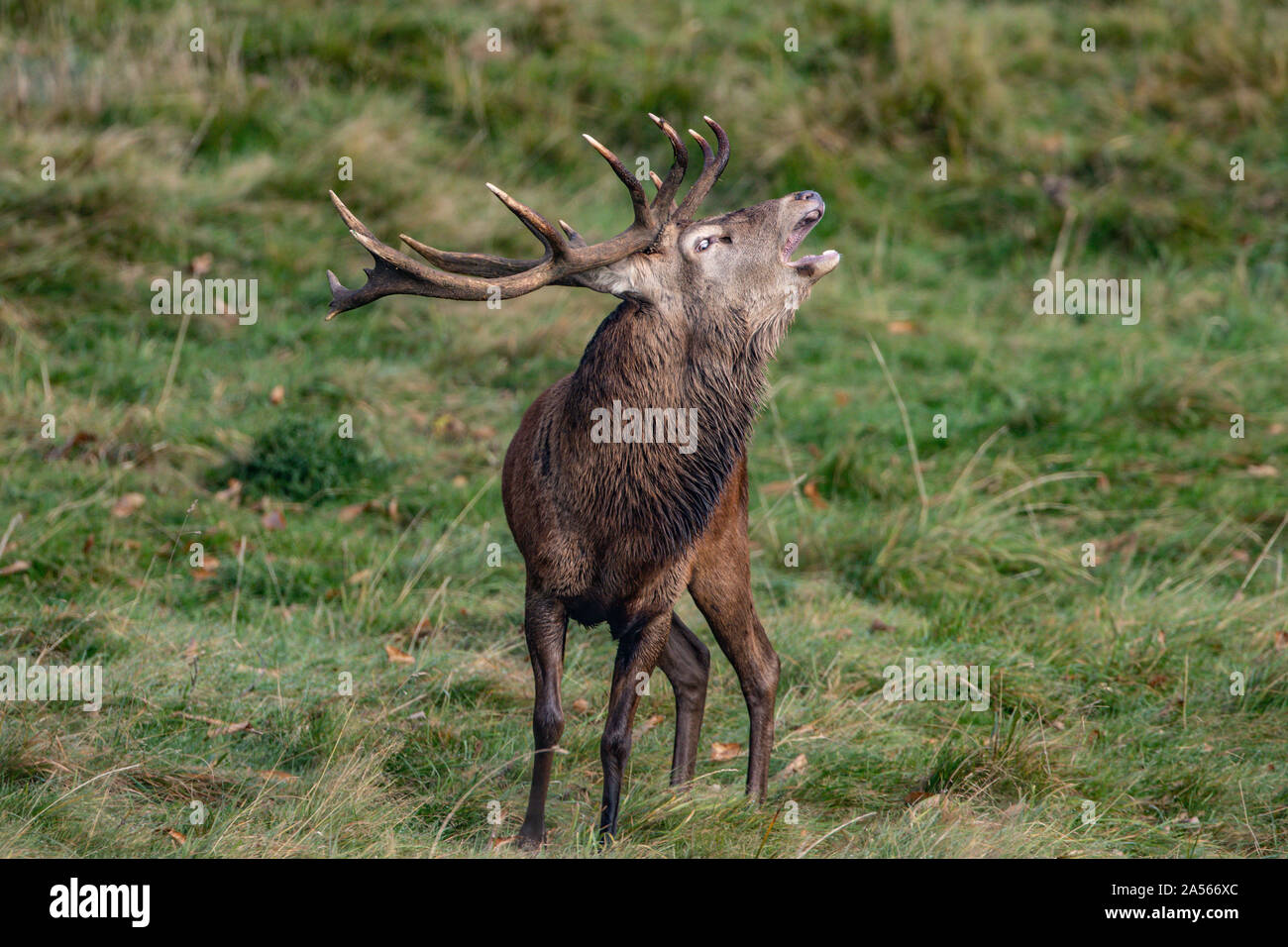 Studley Royal Park, Ripon, North Yorkshire, Große, UK. Okt, 2019 18. ; Studley Royal Hirschbrunft 2019; eine herrliche Red Deer Stag Faltenbalg heraus einen Anruf als über seine gehört der Hirsche Credit: Mark Cosgrove/News Bilder Credit: Aktuelles Bilder/Alamy Leben Nachrichten schaut Stockfoto