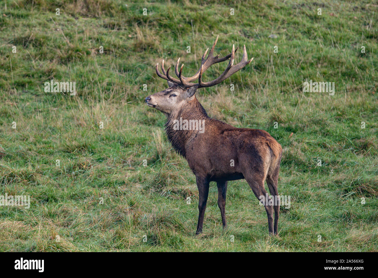 Studley Royal Park, Ripon, North Yorkshire, Große, UK. Okt, 2019 18. ; Studley Royal Hirschbrunft 2019; eine herrliche Red Deer Stag Faltenbalg heraus einen Anruf als über seine gehört der Hirsche Credit: Mark Cosgrove/News Bilder Credit: Aktuelles Bilder/Alamy Leben Nachrichten schaut Stockfoto