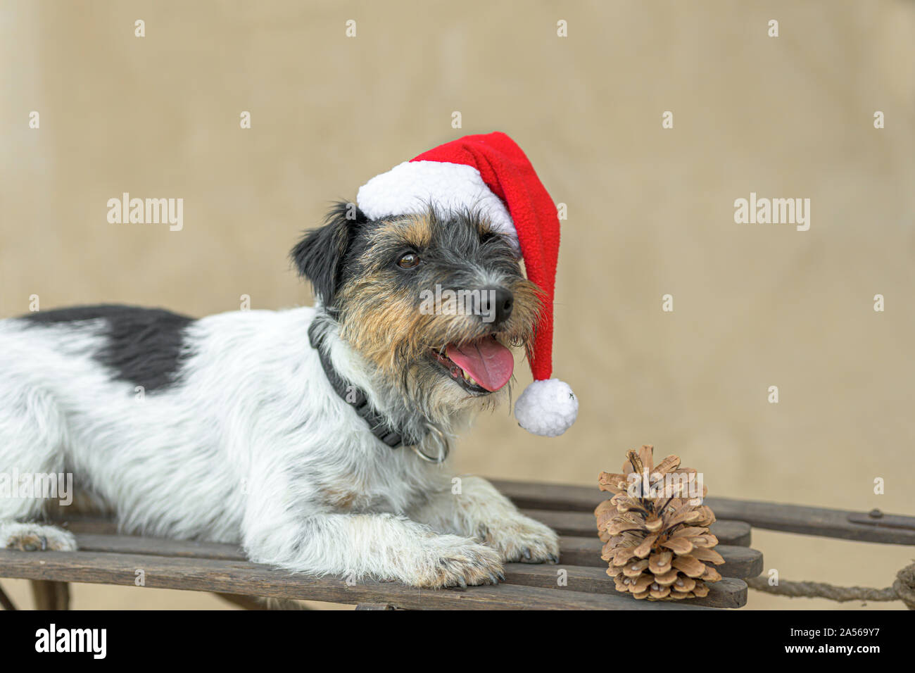 Kleiner Hund posiert vor braunen Hintergrund auf einem braunen Schlitten Stockfoto