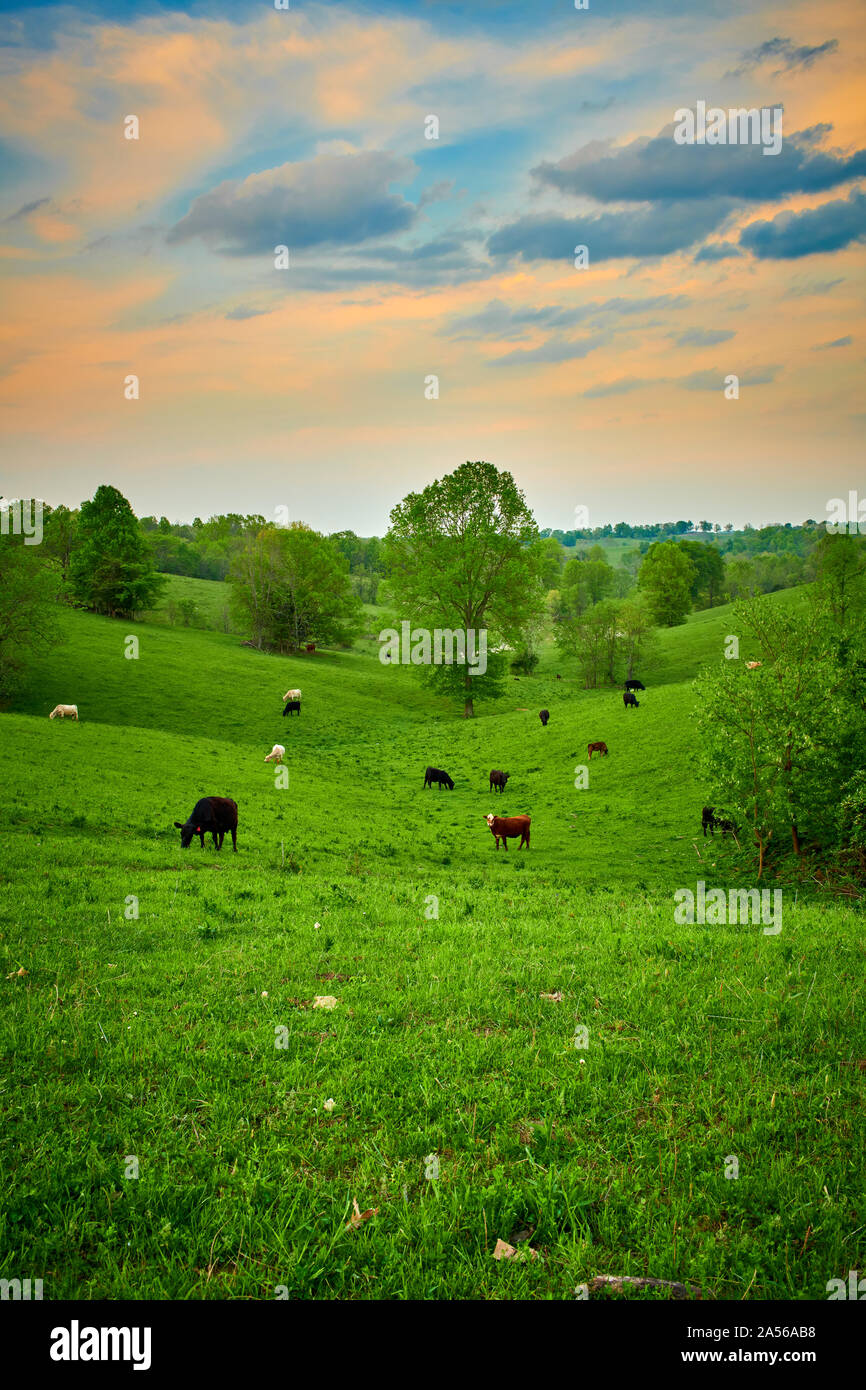 Grasende Kühe auf einem Feld. Stockfoto