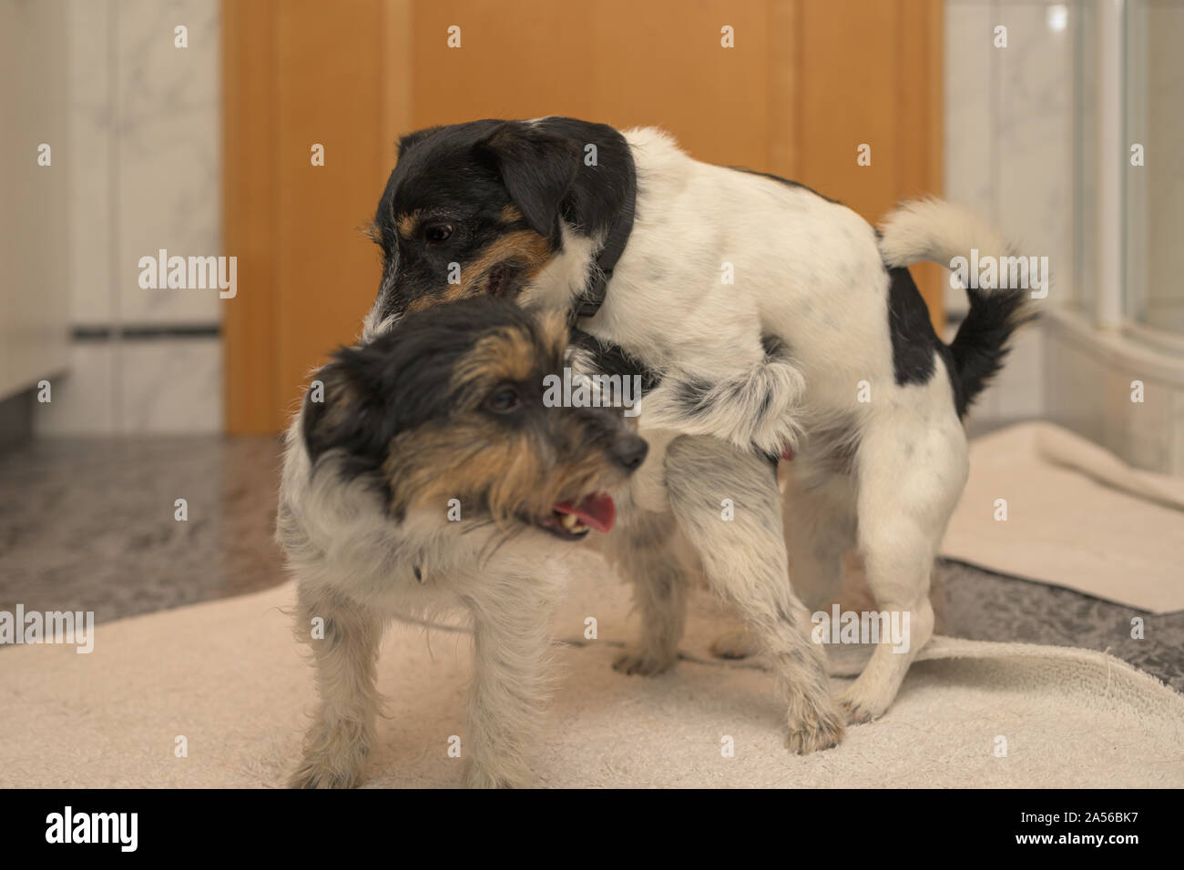 Zwei Jack Russell Terrier hunde Liebe machen. Stockfoto