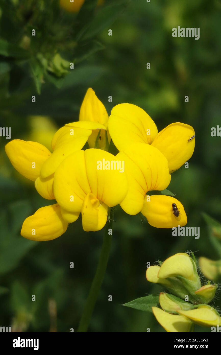 Bird's Foot Trefoil oder Eier und Speck (Lotus corniculatus) in Blüte im Sommer, Großbritannien Stockfoto