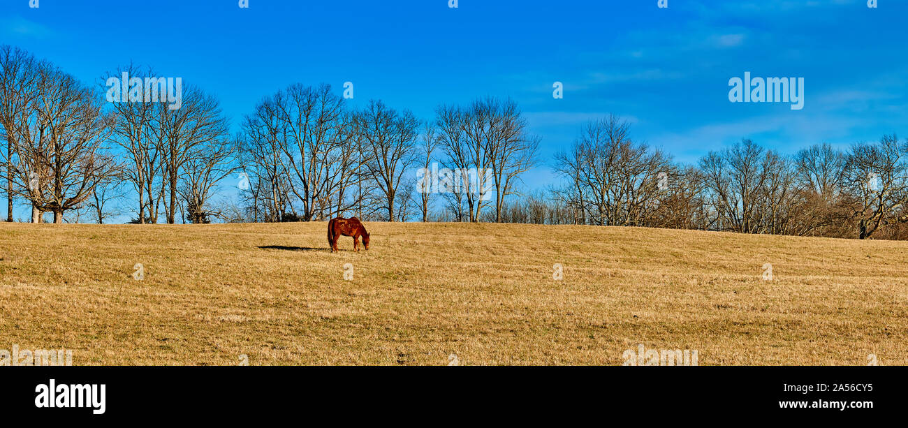 Pferd Weiden in einem Feld Stockfoto