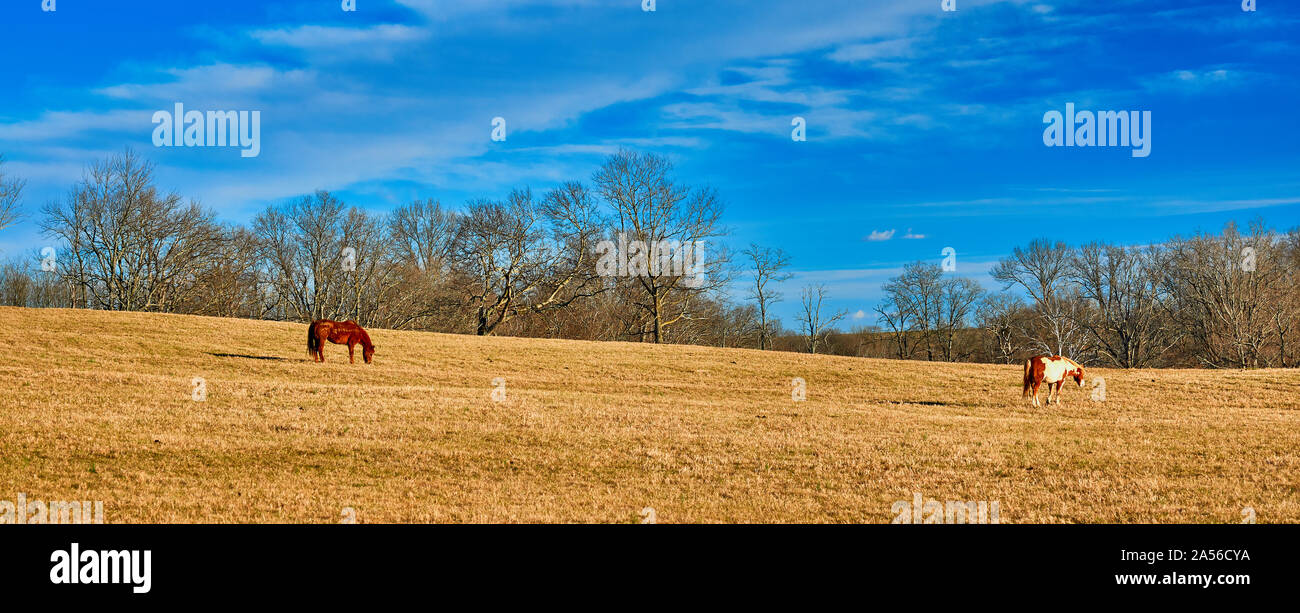 Pferde grasen auf ein Feld. Stockfoto