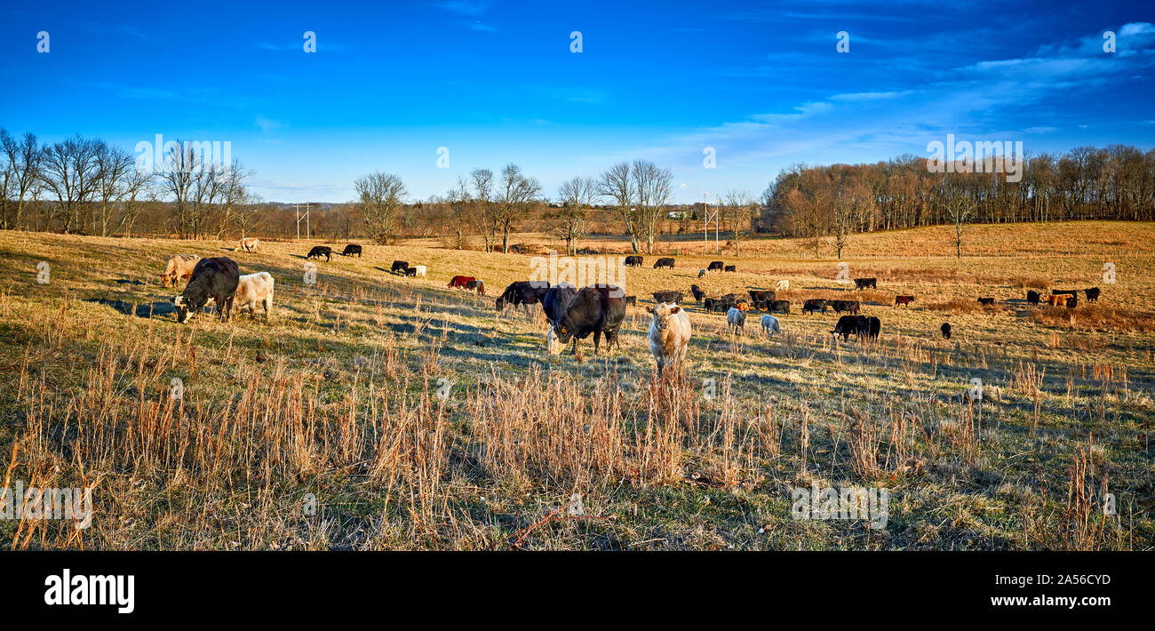 Grasende Kühe auf einem Feld. Stockfoto