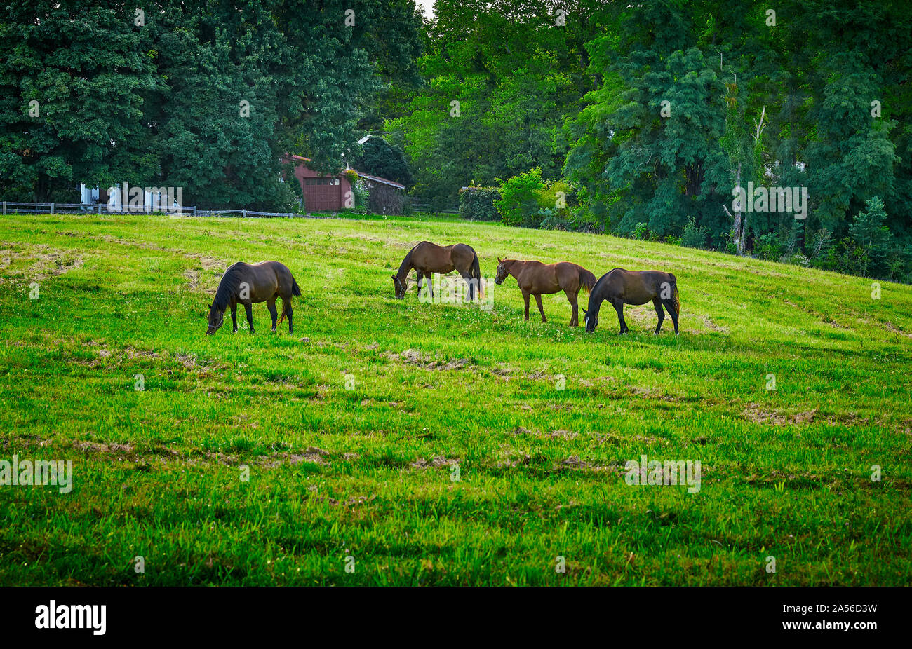 Pferde grasen auf ein Feld. Stockfoto