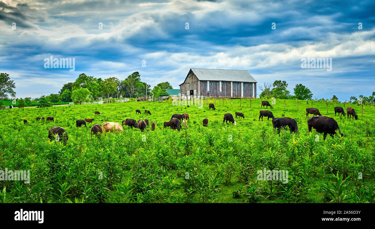 Stürmische Wolken über beweidung Ccows in das Feld ein. Stockfoto