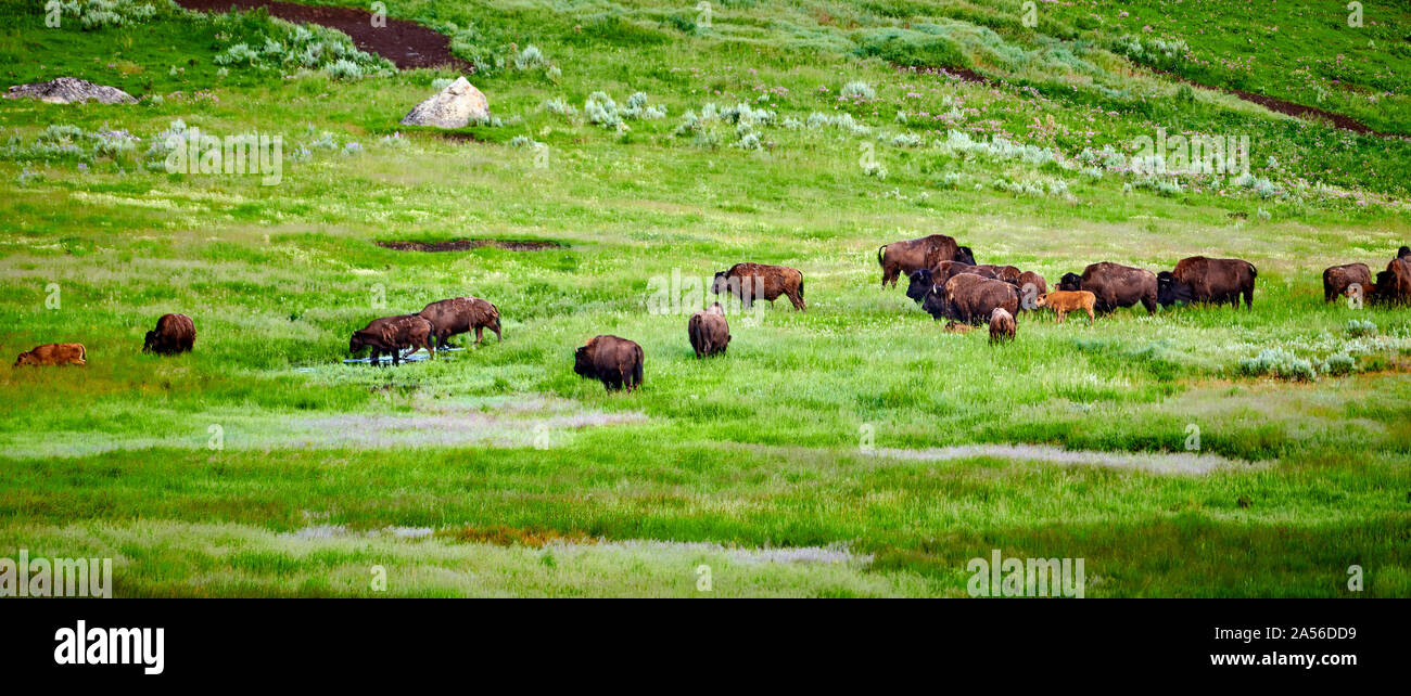 Herde Bisons grasen in Yellowstone National Park. Stockfoto