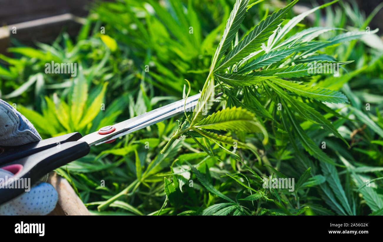 Anbau von Cannabis Indica, close-up auf mit einer Schere Cannabispflanze zu trimmen Stockfoto