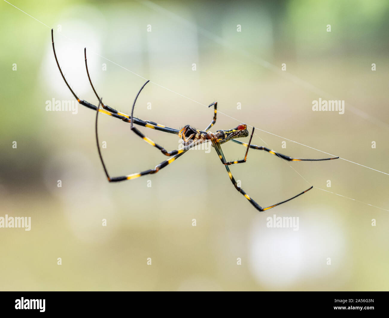 Eine Nephila clavata, eine Art von Orb weaver Spider in Japan, wo es heißt joro joro-gumo oder Spinne, wartet in seiner Web nach Beute. Stockfoto