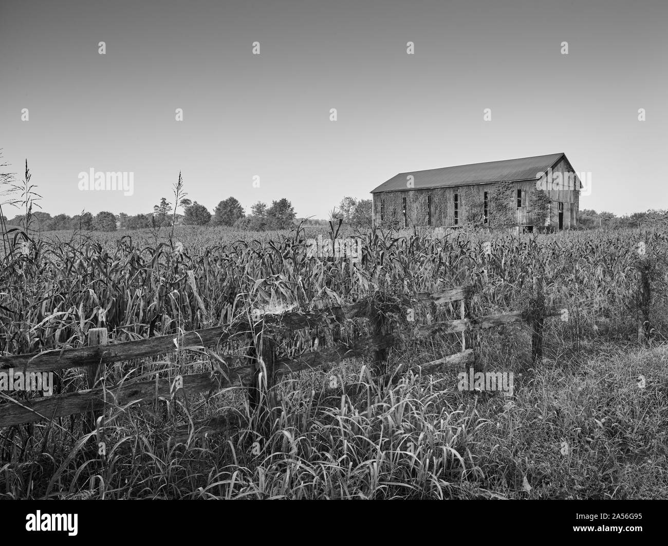 Efeu bedeckt Scheune in einem Maisfeld, KY. Stockfoto