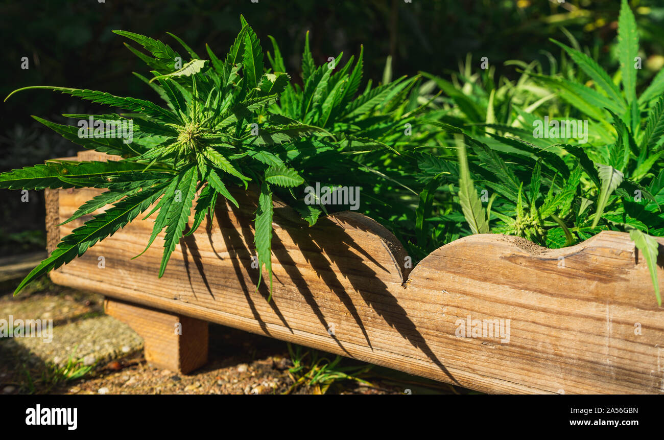 Anbau von Cannabis Cannabis Ernte in Holzkiste Stockfoto