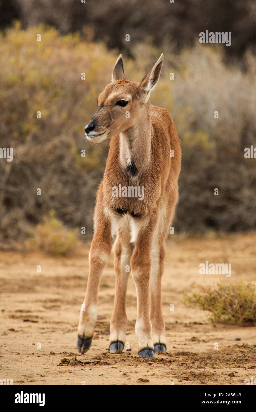 Antilope Kalb in Nature Reserve Touws River, Western Cape, Südafrika Stockfoto