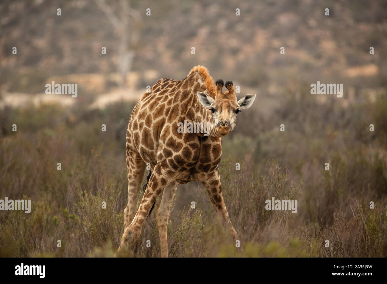 Neugierige Giraffe mit Kalb Verbeugung in Nature Reserve Touws River, Western Cape, Südafrika Stockfoto
