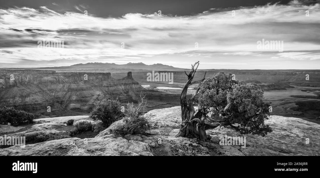 B&W Pinyon Kiefer am Dead Horse Point State Park. Stockfoto
