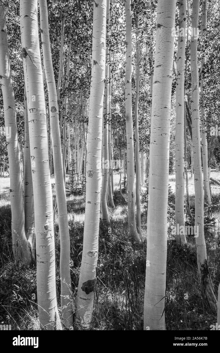 B&W von Aspen Tree Grove Stockfoto