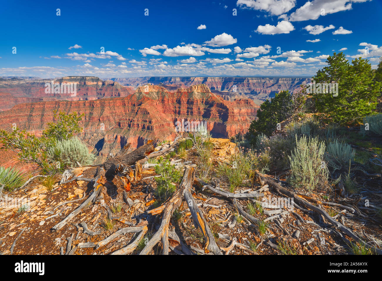 Grand Canyon vom North Rim am Point Sublime. Stockfoto