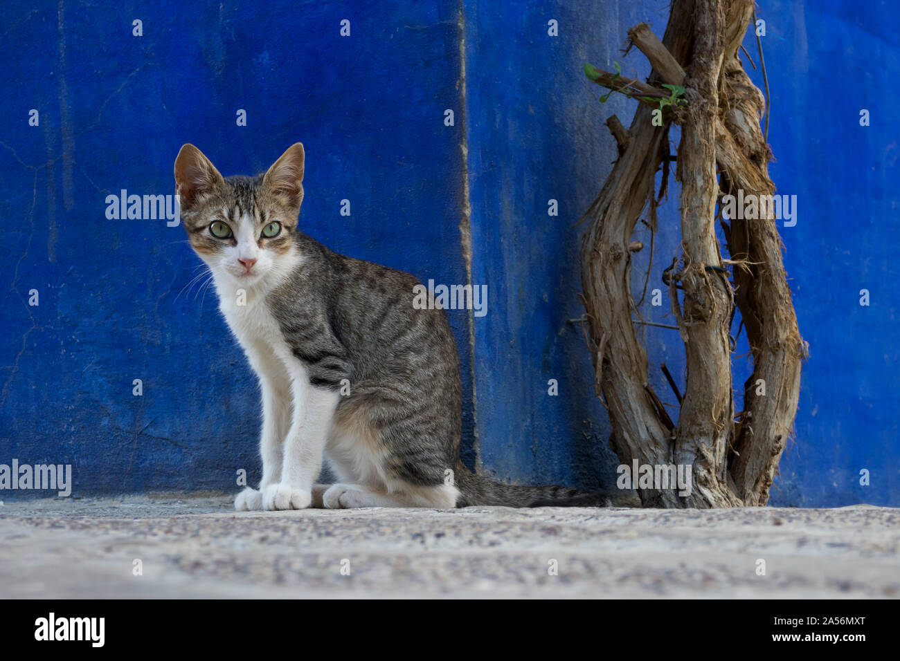 Portrait einer alert Calico Cat watching Passanten Stockfoto