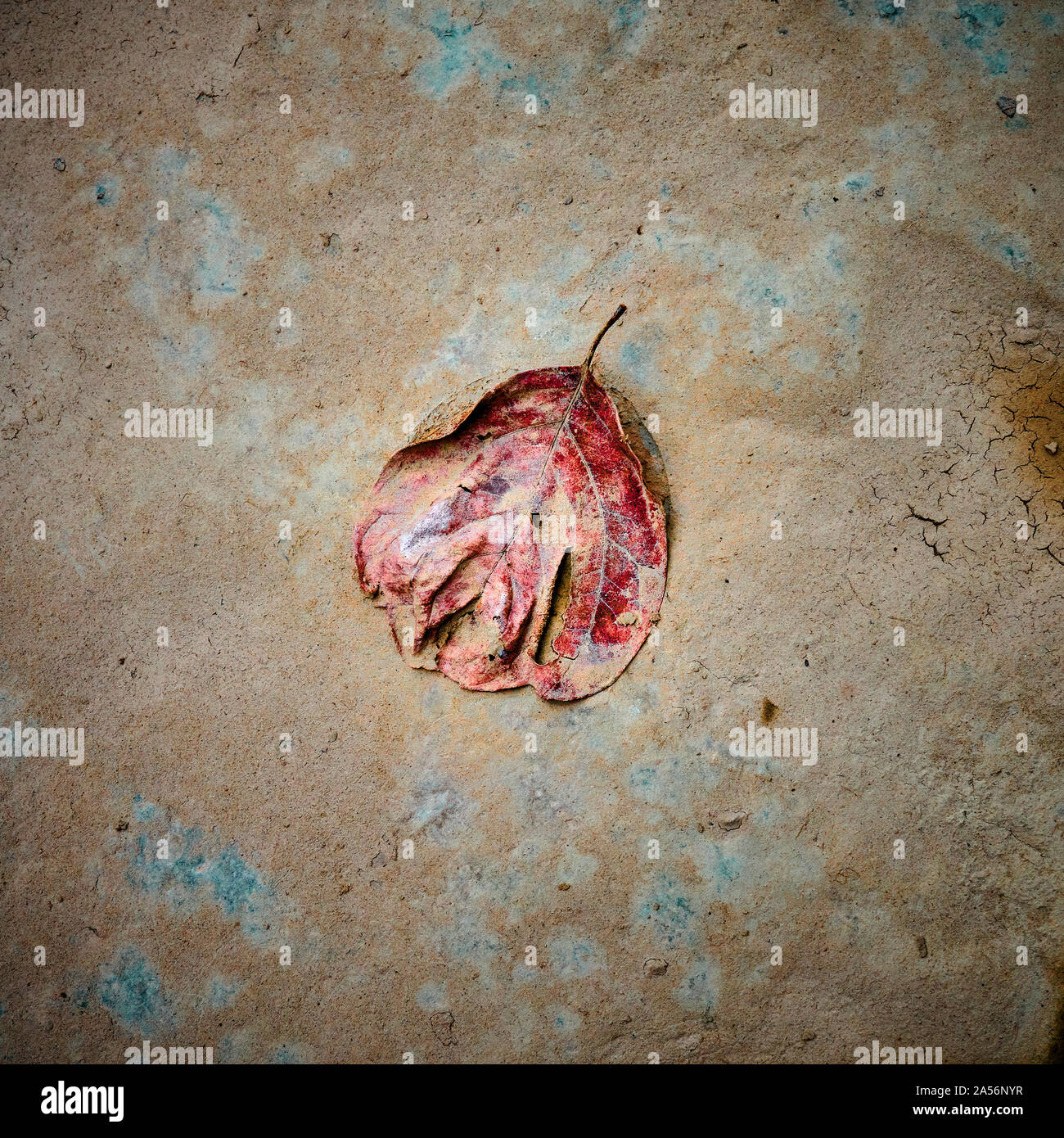 Blatt Festgefahren im Schlamm oa ein Rock Stockfoto