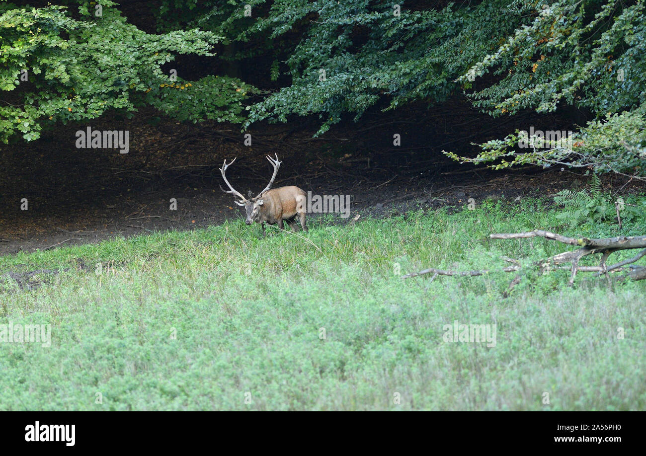 Rotwild buck Hirschbrunft im Kopplungsmodus Jahreszeit auf der Wiese Stockfoto