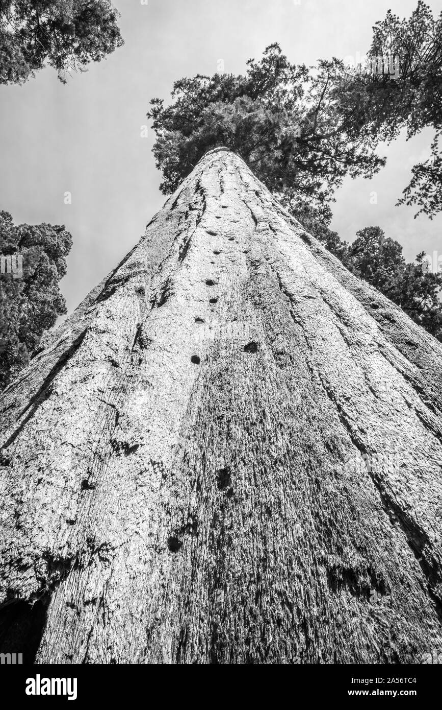 B&W Giant Sequoia Baum suchen. Stockfoto